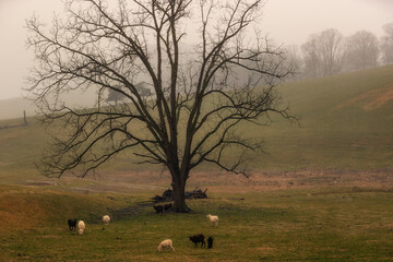 Rural scenes in Stokesville, Virginia, USA
