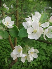 Decorative blooming Apple tree or Malus domestica with white flowers in the summer garden. Floral wallpaper