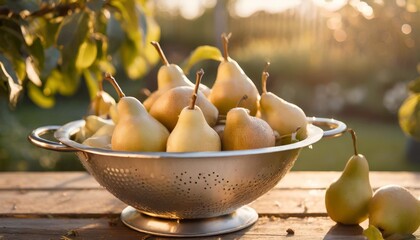 many ripe pears in a colander on wooden garden table - obrazy, fototapety, plakaty