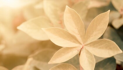 star gooseberry leaf texture macro background