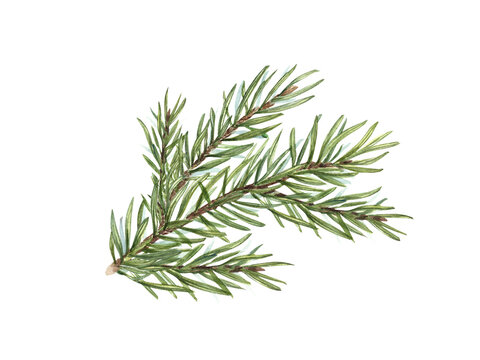 Watercolor Christmas Spruce branch. Botanical illustration of green lush sprig isolated on white. For winter postcard design, Xmas and New Year cards, greetings