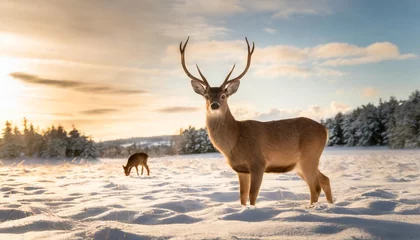Foto op Aluminium deer in snow © Katherine