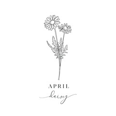 Daisy, April. Hand drawn birth flowers, Vector Graphics.