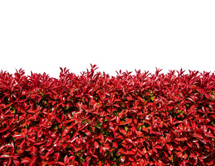 Photinia Fraseri or Red Robin bush with red spring leaves isolated. Suitable for frame or graphic...