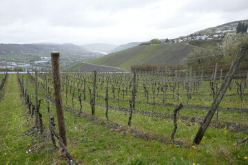 Fototapeta na wymiar Steep vineyards in the Mosel