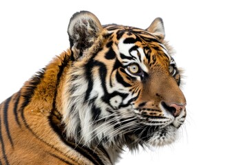 tiger close up Isolated on solid white background