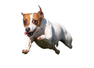 Happy Flying Jack Russell Terrier Puppy Dog Flying Up in The Air. Transparent PNG.