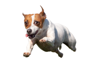 Happy Flying Jack Russell Terrier Puppy Dog Flying Up in The Air. Transparent PNG.