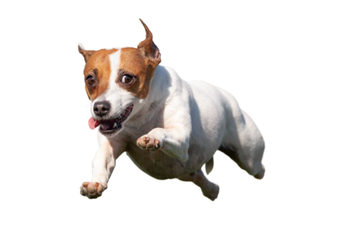 Happy Flying Jack Russell Terrier Puppy Dog Flying Up in The Air. Transparent PNG.