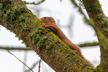 Ecureuil roux apeuré et effrayé collé et caché sur une branche d'arbre