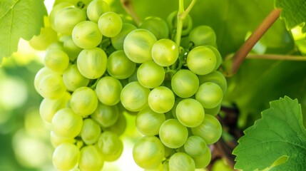 Green Grapes Hanging From Vine