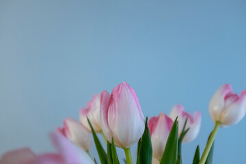 Beautiful pink tulip flower bouquet on a solid blue background