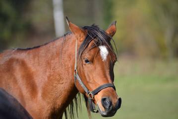 brown horse portrait