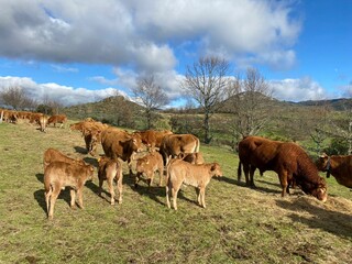 Vacas y terneras en la montaña de Lugo, Galicia