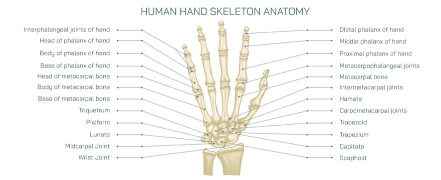 The human hand skeleton comprises multiple bones that provide structure and support to the hand. human hand bones vector illustration.