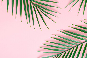 Green tropical palm leaves on light pink background. Minimal summer concept. Creative flat lay.