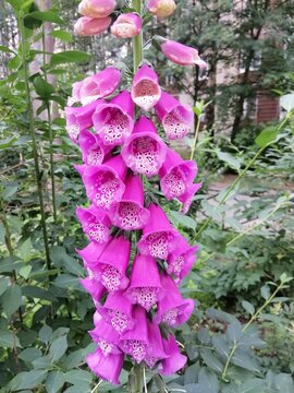 An ornamental plant with a long stem and peduncle with purple tubular flowers in a summer garden. Floral wallpaper. Digitalis purpurea
