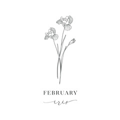 Iris, February. Hand drawn birth flowers, Vector Graphics. - 775370183
