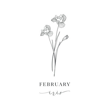 Iris, February. Hand drawn birth flowers, Vector Graphics.