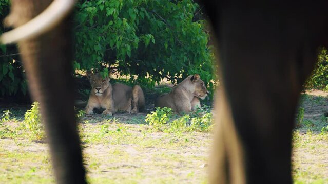 A beautiful footage of African Lions seeing towards African Bush Elephants at Chobe National Park, Botswana, South Africa. Lions trying to hunt an elephant. 