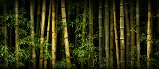 Lush bamboo tree display in a close-up shot, filled with an abundance of vibrant green leaves...