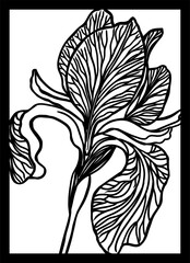 Graphic monochrome iris flower. hand drawing. Not AI, Vector illustration.