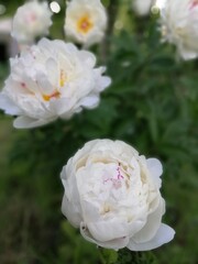 white terry peony with red edging on wavy petals. Blooming Paeonia Festiva Maxima. Floral Wallpaper