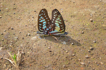 Butterflies mating, butterflies with beautiful wings