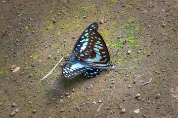 Butterflies mating, butterflies with beautiful wings