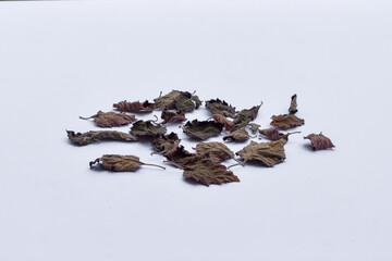 Dried patchouli leaf oil ingredient on isolated white background