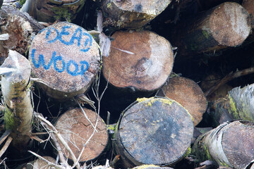 dead wood cut down tree logs