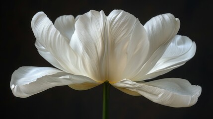   A white flower in focus against a dark background, with a slightly blurred center