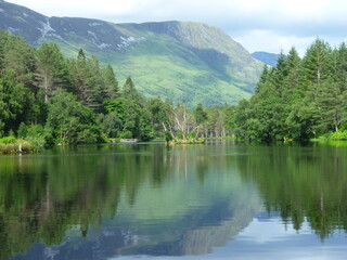 Fototapeta premium La forêt canadienne de Glencoe