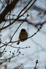 Sparrow on a branch