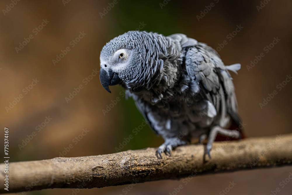 Wall mural large gray parrot in detail.