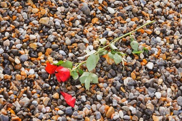 Rose rouge posée sur une plage de galets