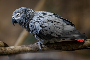 Large gray parrot in detail.