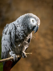 Large gray parrot in detail.