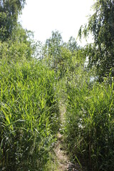green forest in the morning