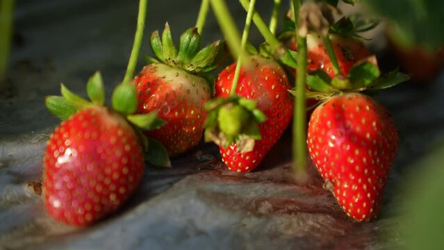 Organic strawberries thrive, nurtured by nature’s touch. Witness the harmonious blend of traditional farming and modern sustainability, yielding the sweetest fruits of labor