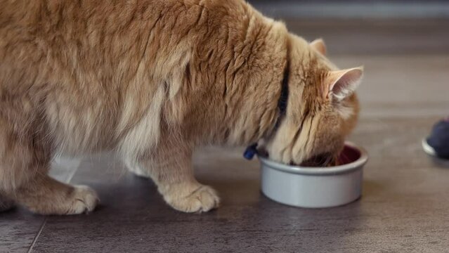 Beautiful ginger cat eating on a  ceramic bowl. Cute domestic animal.