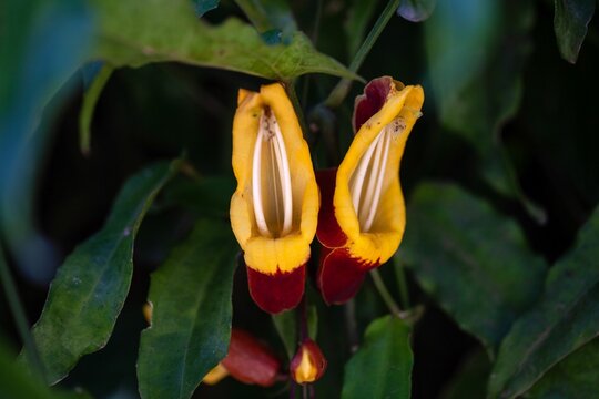 Mysore trumpetvine, Thunbergia mysorensis