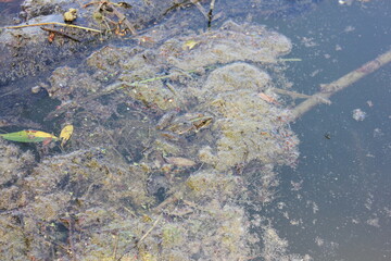 frog, toad in the swamp