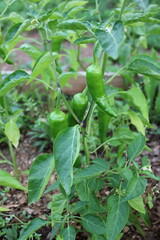 green pepper in the garden
