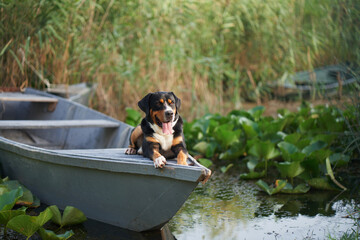 An enthralling Entlebucher Mountain Dog enjoys a serene moment aboard a boat amidst lush water lilies - 775377395