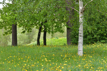 Forest edge with yellow blooming dandelions