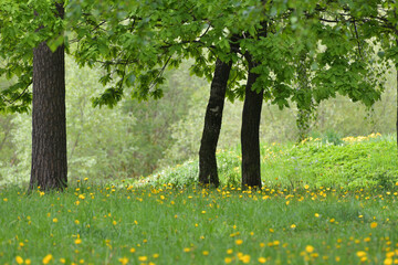 Forest edge with yellow blooming dandelions