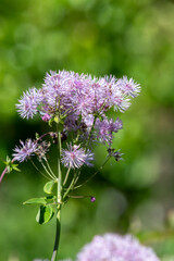 Close up of greater meadow rue (thalictrum aquilegiifolium) flowers in bloom