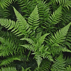 Fototapeta na wymiar Top view of fern plant