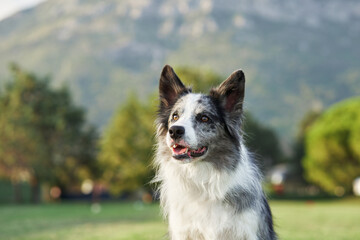 An attentive Border Collie dog stands in a scenic park, mountains in the background. The sharp gaze...